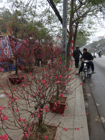 Hoa, cây cảnh xuống phố ảnh 1